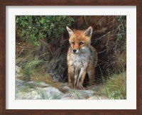 Framed Young Red Fox
