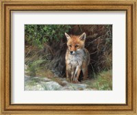 Framed Young Red Fox