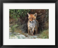 Framed Young Red Fox