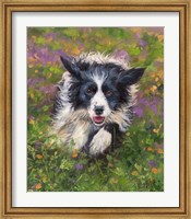 Framed Border Collie