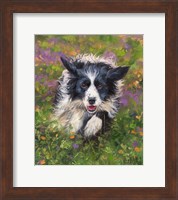 Framed Border Collie