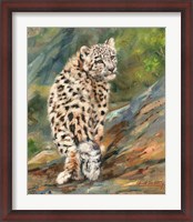 Framed Snow Leopard Cub