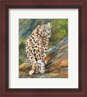 Framed Snow Leopard Cub