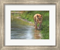 Framed Water's Edge Lioness