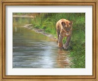 Framed Water's Edge Lioness