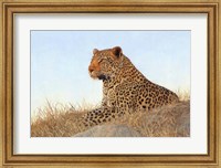 Framed Leopard Laying Rock Grass