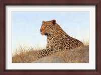 Framed Leopard Laying Rock Grass