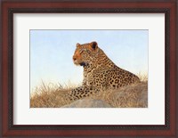 Framed Leopard Laying Rock Grass