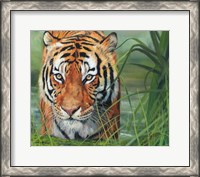 Framed Tiger Grass