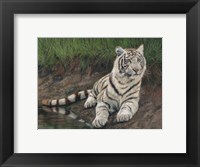 Framed White Tiger Cub