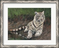 Framed White Tiger Cub