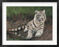 Framed White Tiger Cub