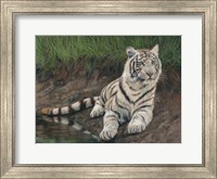 Framed White Tiger Cub