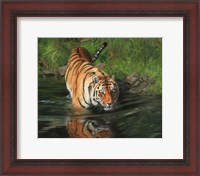 Framed Tiger Entering Water