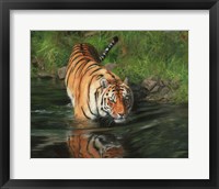 Framed Tiger Entering Water
