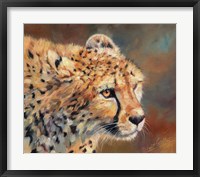 Framed Cheetah Stare