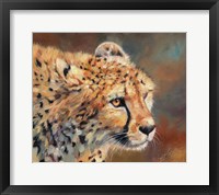 Framed Cheetah Stare