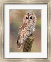 Framed Tawny Owl