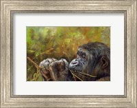 Framed Young Lowland Gorilla