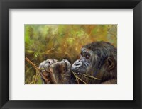 Framed Young Lowland Gorilla