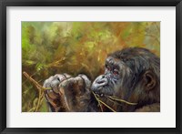 Framed Young Lowland Gorilla