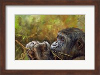 Framed Young Lowland Gorilla