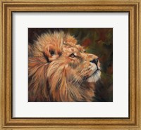 Framed Lion Study