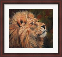 Framed Lion Study
