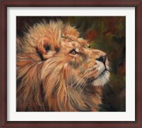 Framed Lion Study