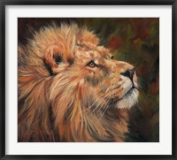 Framed Lion Study