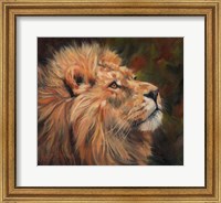 Framed Lion Study