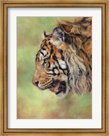 Framed Amur Tiger Profile