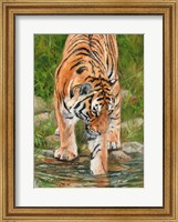 Framed Tiger Stream