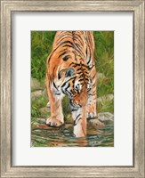 Framed Tiger Stream