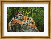 Framed Tiger On Rock