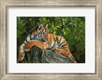 Framed Tiger On Rock