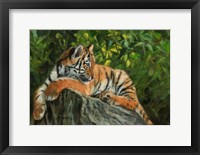 Framed Tiger On Rock