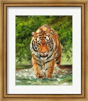 Framed Tiger On The Prowl