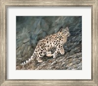 Framed Snow Leopard Climbing Up