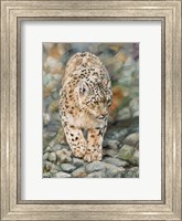 Framed Snow Leopard Stroll