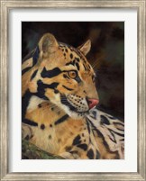 Framed Clouded Leopard Portrait