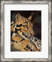 Framed Clouded Leopard Portrait