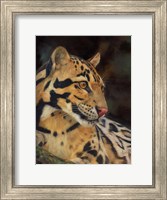 Framed Clouded Leopard Portrait