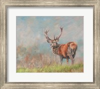 Framed Red Deer Stag From Behind