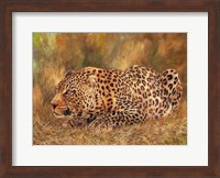 Framed Leopard About To Pounce