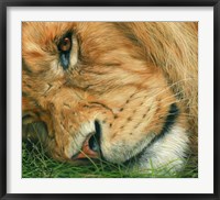 Framed Lion Sleeps