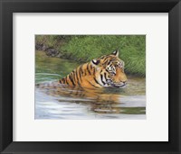 Framed Tiger In Water 1