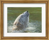 Framed Polar Bear Splash