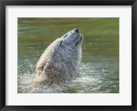 Framed Polar Bear Splash