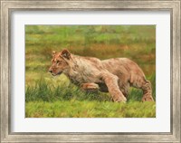 Framed Young Lion Running